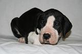 DOGUE ALLEMAND 730